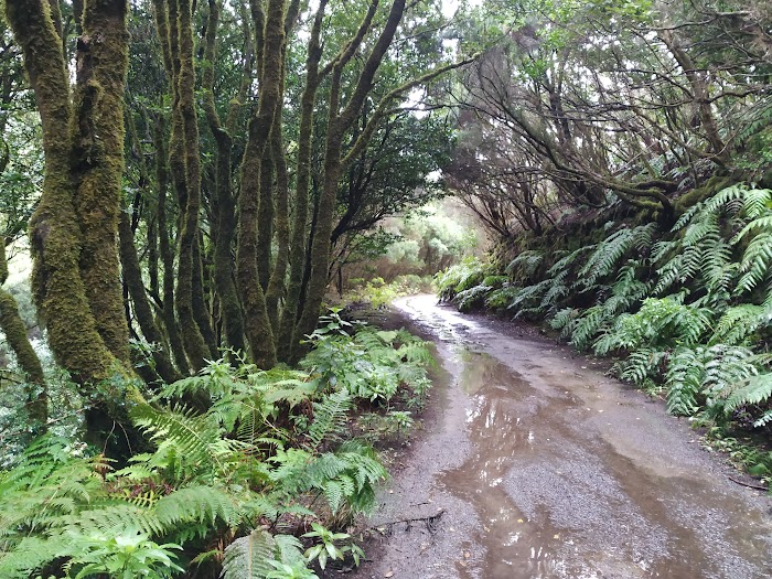 VOLVEMOS A TENERIFE: ESCAPADA DE 4 DÍAS 10 AÑOS DESPUÉS - Blogs of Spain - TEMPORAL EN ANAGA. EL BOSQUE ENCANTADO. (13)