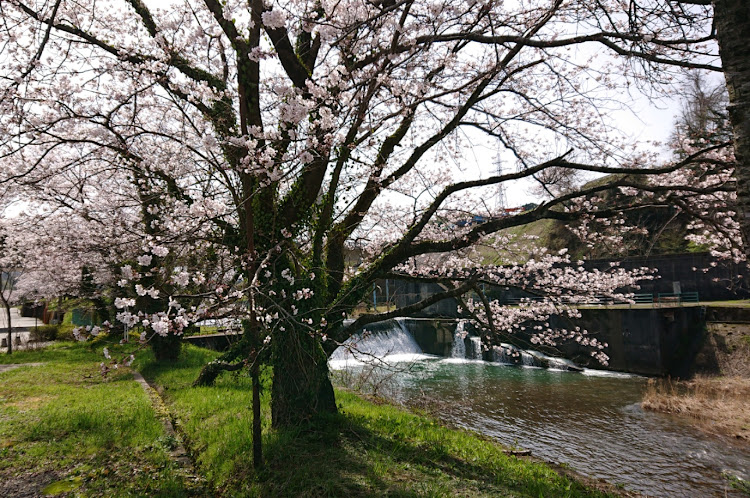 3シリーズ セダンの桜に関するカスタム事例の投稿画像3枚目