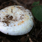 Peppery Milkcap