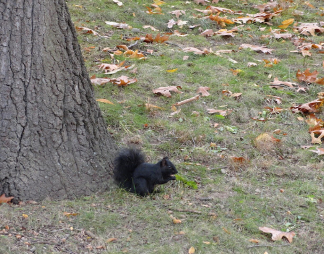 Black squirrel