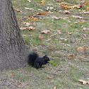 Black squirrel