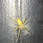 Black footed yellow sac spider