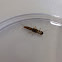 Stonefly larva