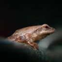FROG THEME