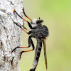 Robber Fly