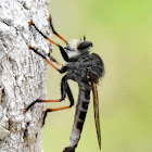 Robber Fly