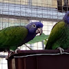 Blue-headed parrot