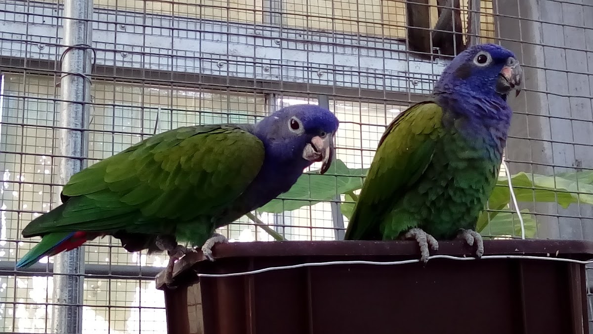 Blue-headed parrot