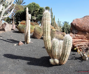 🎥 Grote cactus bezorgt wielrenner letterlijk en figuurlijk netelige situatie: bezoek aan ziekenhuis noodzakelijk