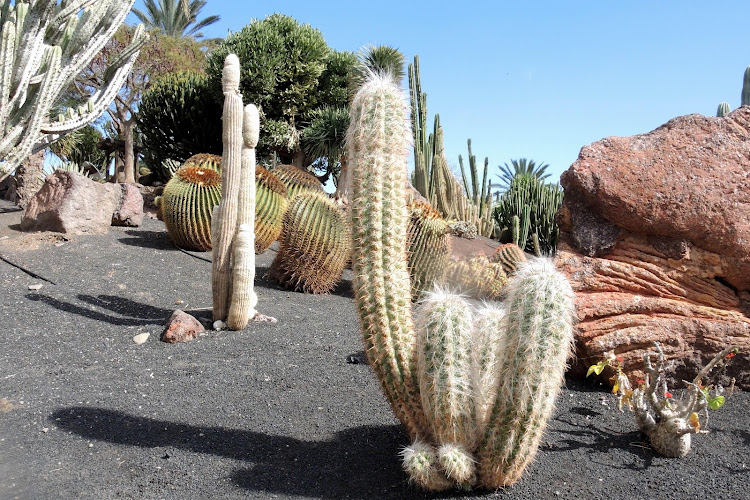 🎥 Grote cactus bezorgt wielrenner letterlijk en figuurlijk netelige situatie: bezoek aan ziekenhuis noodzakelijk