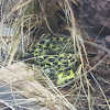 Ethiopian Mountain Adder