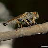 robberfly