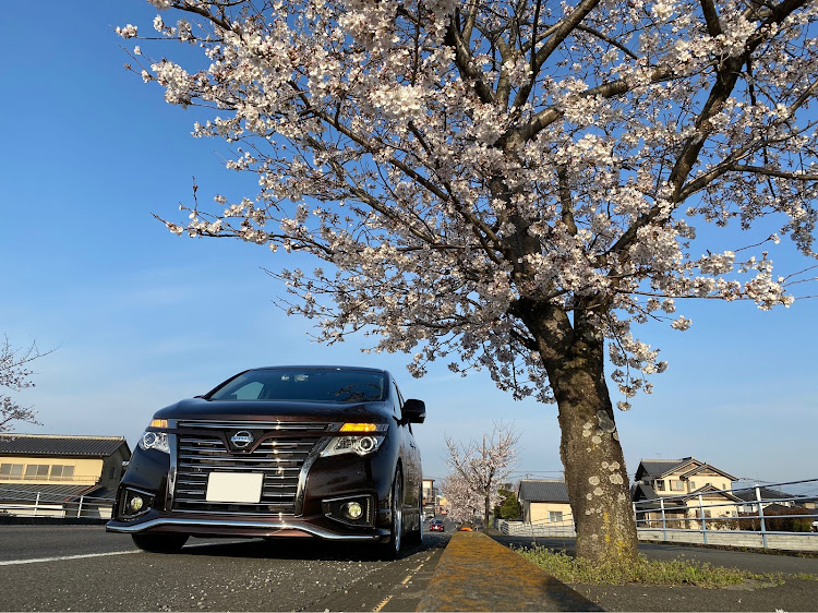 エルグランドのエルグランド・E52・SSR・TE52・桜と愛車に関するカスタム事例の投稿画像2枚目