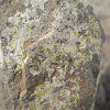 Crustose lichen