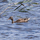 Shoveler; Pato Cuchara