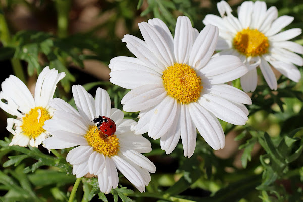 Coccinella di Foxma