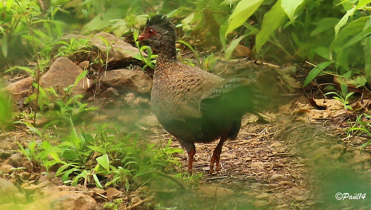 Red Spurfowl