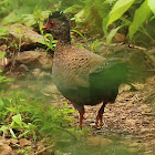 Red Spurfowl