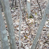 North American Beaver chewings