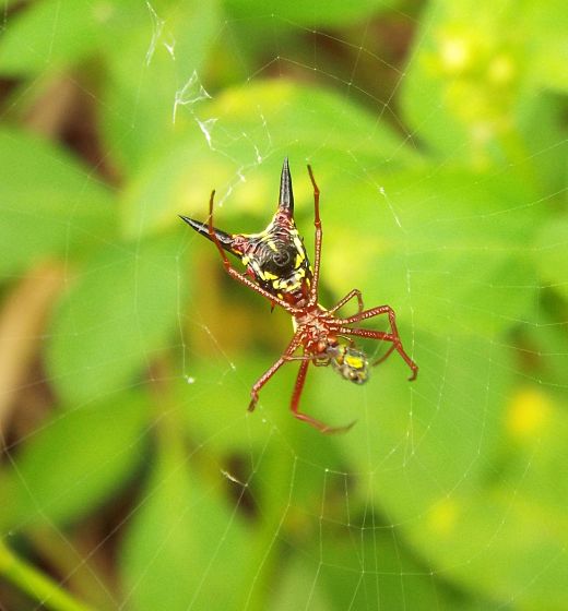 Arrowshaped Micrathena