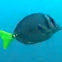 Yellow-tailed Surgeonfish