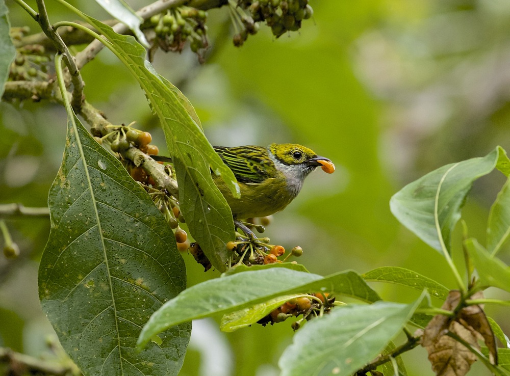 Silver-throated Tanager