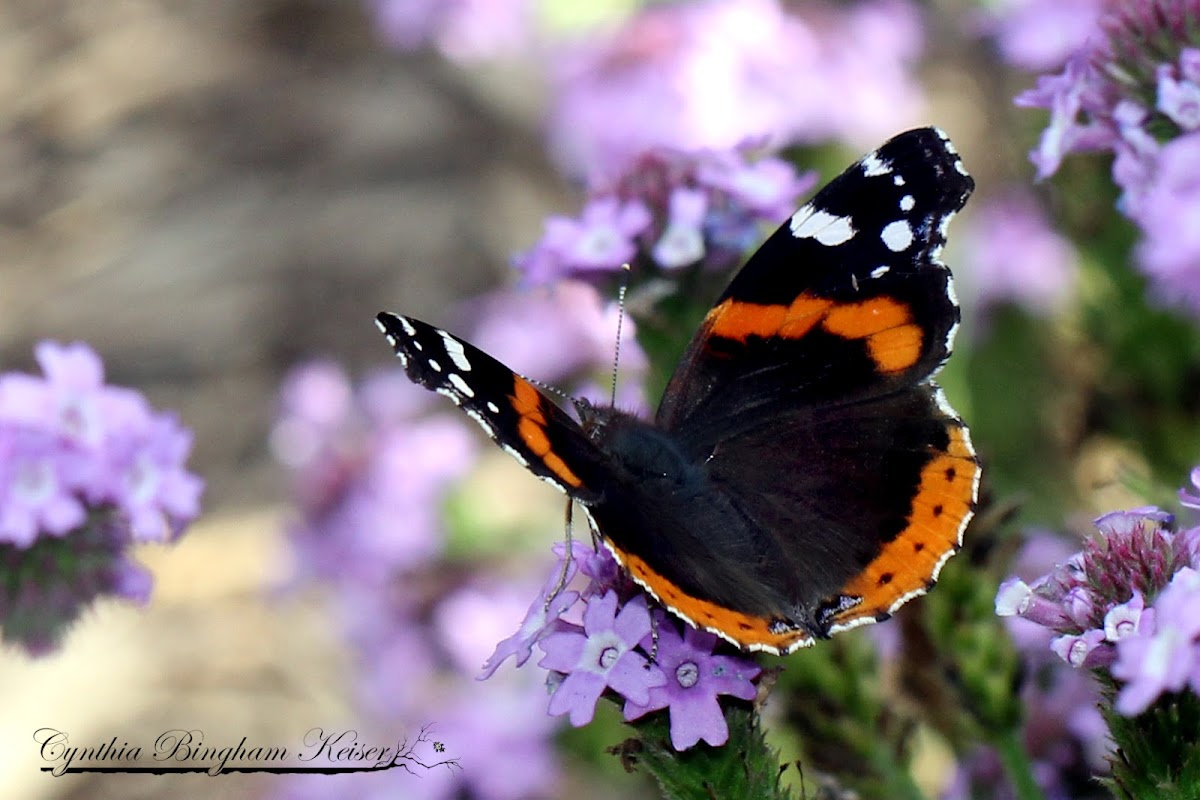 Red Admiral Butterfly