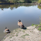 Canada Goose