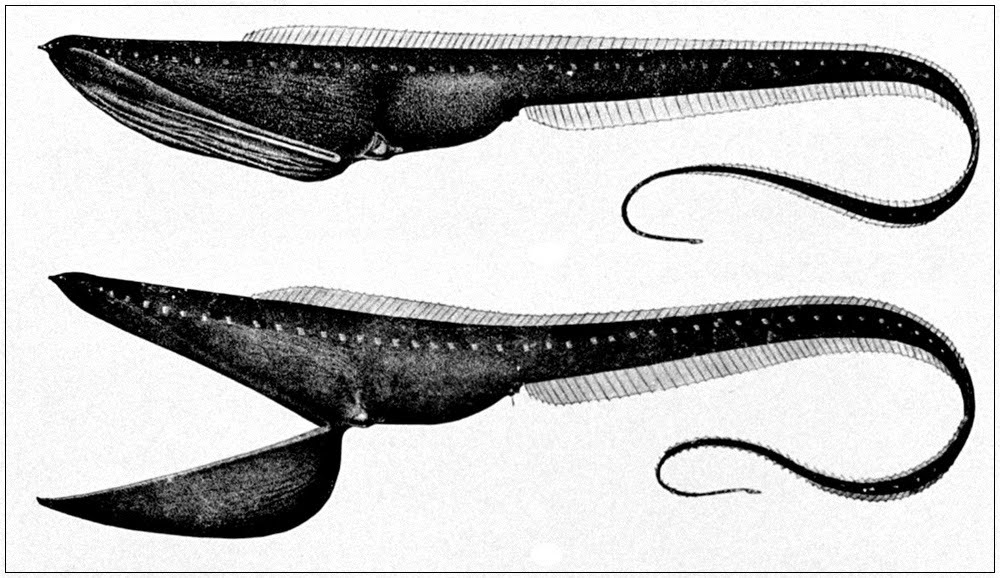 Enguia pelicano, o bizarro peixe das profundezas