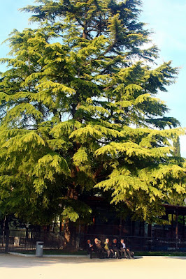 L'albero: un punto di incontro di grazianakaw