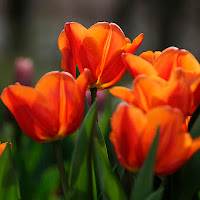 Tulipani di 