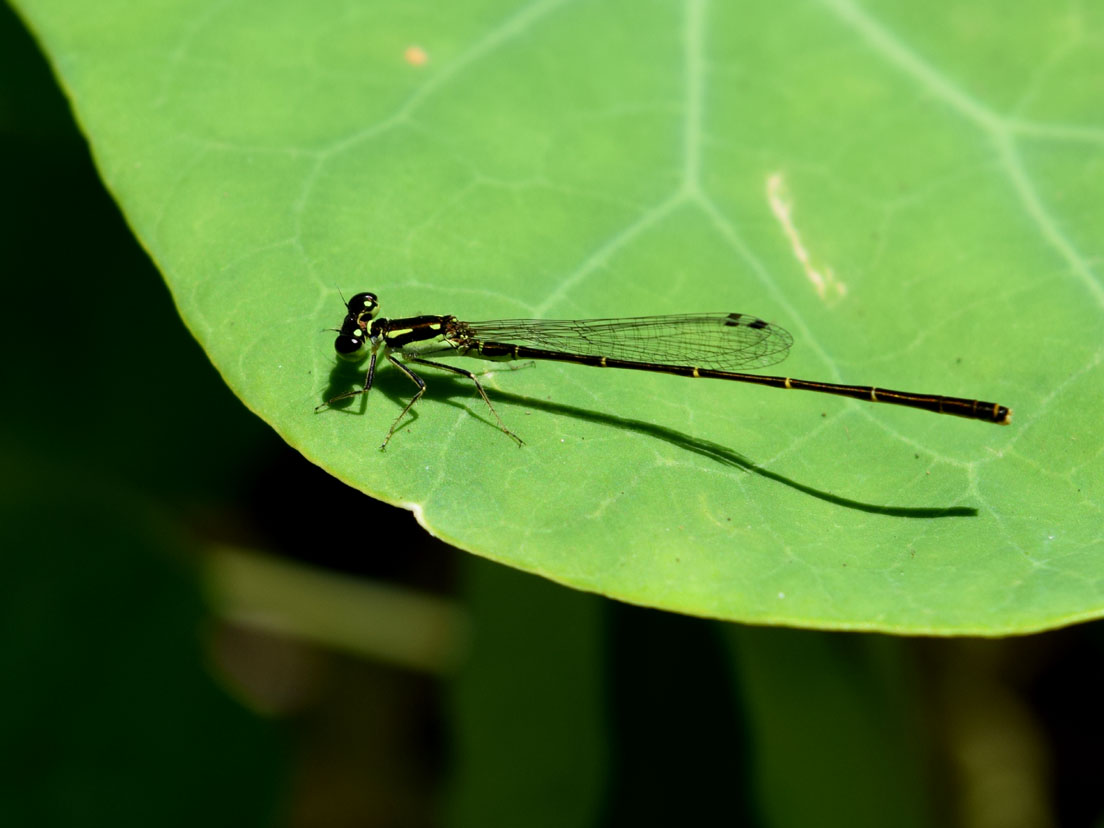 Fragile Forktail