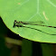 Fragile Forktail