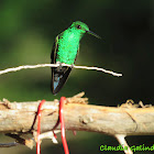 Steely-vented Hummingbird