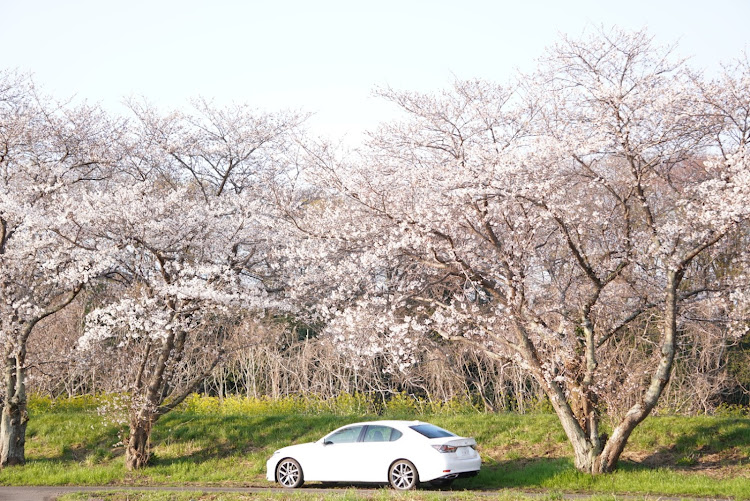 GSのレクサス・LEXUS・GS200t・桜とコラボ🌸・桜とコラボに関するカスタム事例の投稿画像6枚目