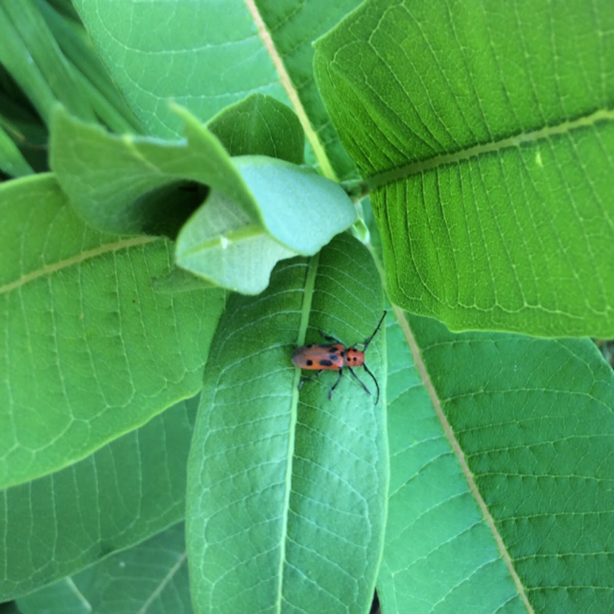 Red Milkweed Beetle