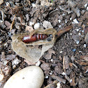 Five Spotted Hawkmoth