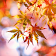 Beautiful Autumn Live Wallpaper icon