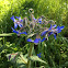 Borage