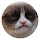 Unhappy cat pop cat HD new tab page theme