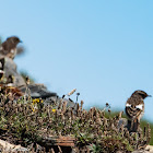 Stonechat