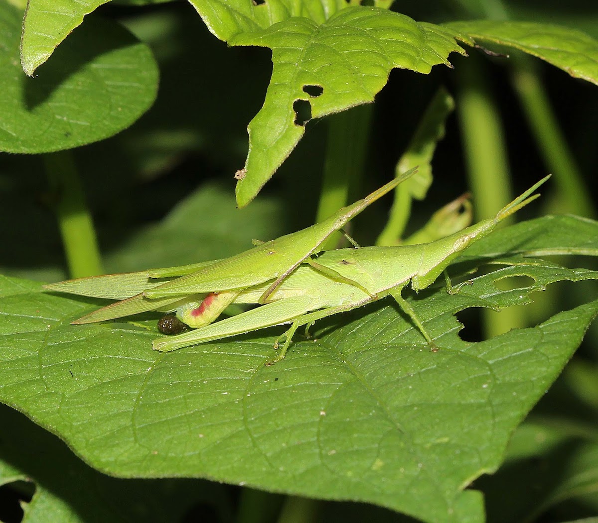 Slant-faced Grasshopper