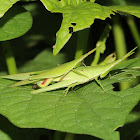 Slant-faced Grasshopper