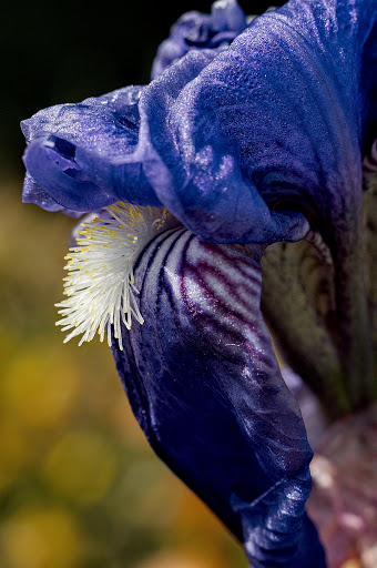 Iris germanica