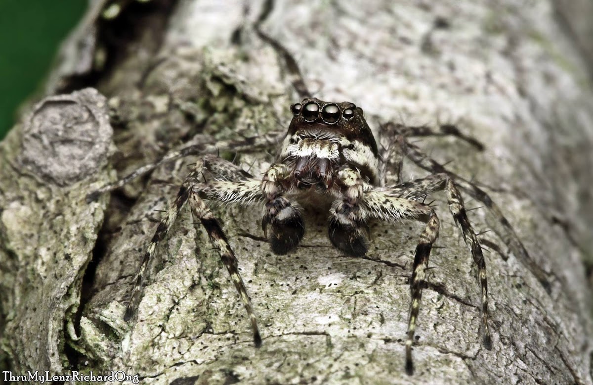 Malayan Tree Trunk Jumper