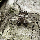 Malayan Tree Trunk Jumper