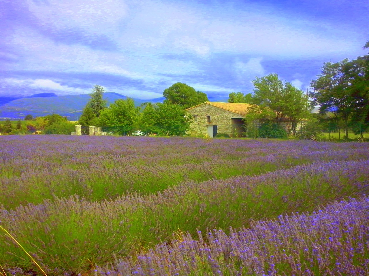 campi di lavanda di Rosalbafilly