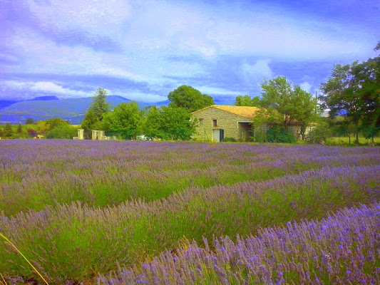 campi di lavanda di Rosalbafilly