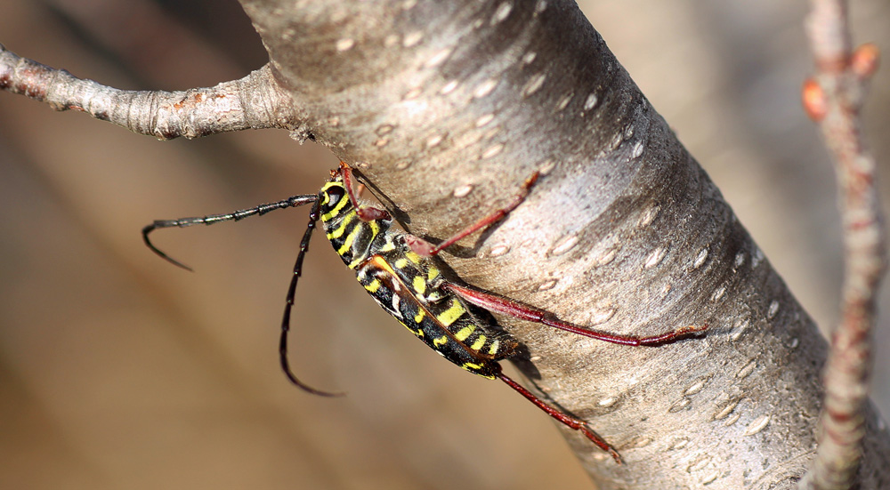 Painted Hickory Borer