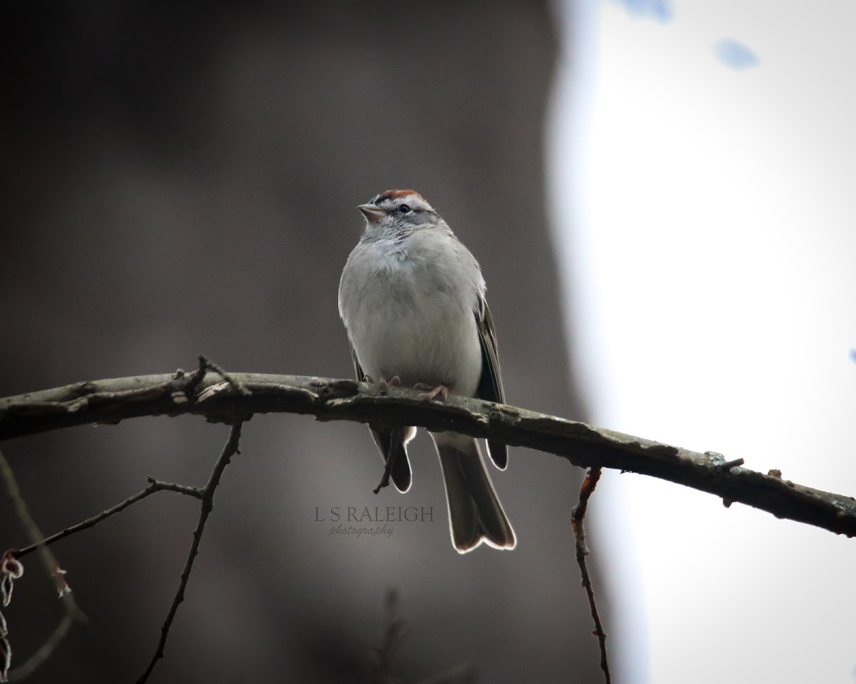 Chipping Sparrow